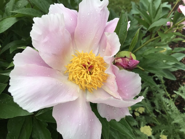 Garden Maintenance 11