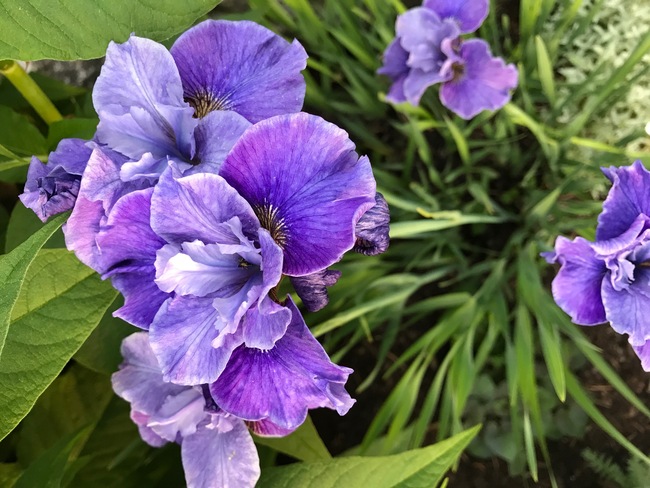 Garden Maintenance 2