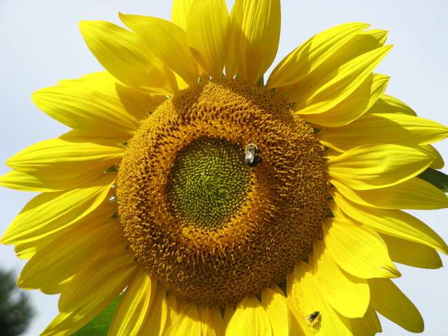 Garden Maintenance 4